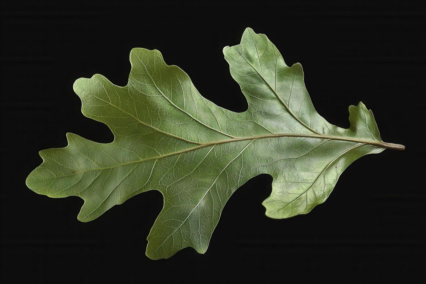 Oak Leaf - A tough, lobed leaf with deep sinuses, varies in shape, with some species having sharp, pointed lobes and others having rounded edges, turning brown in fall photo