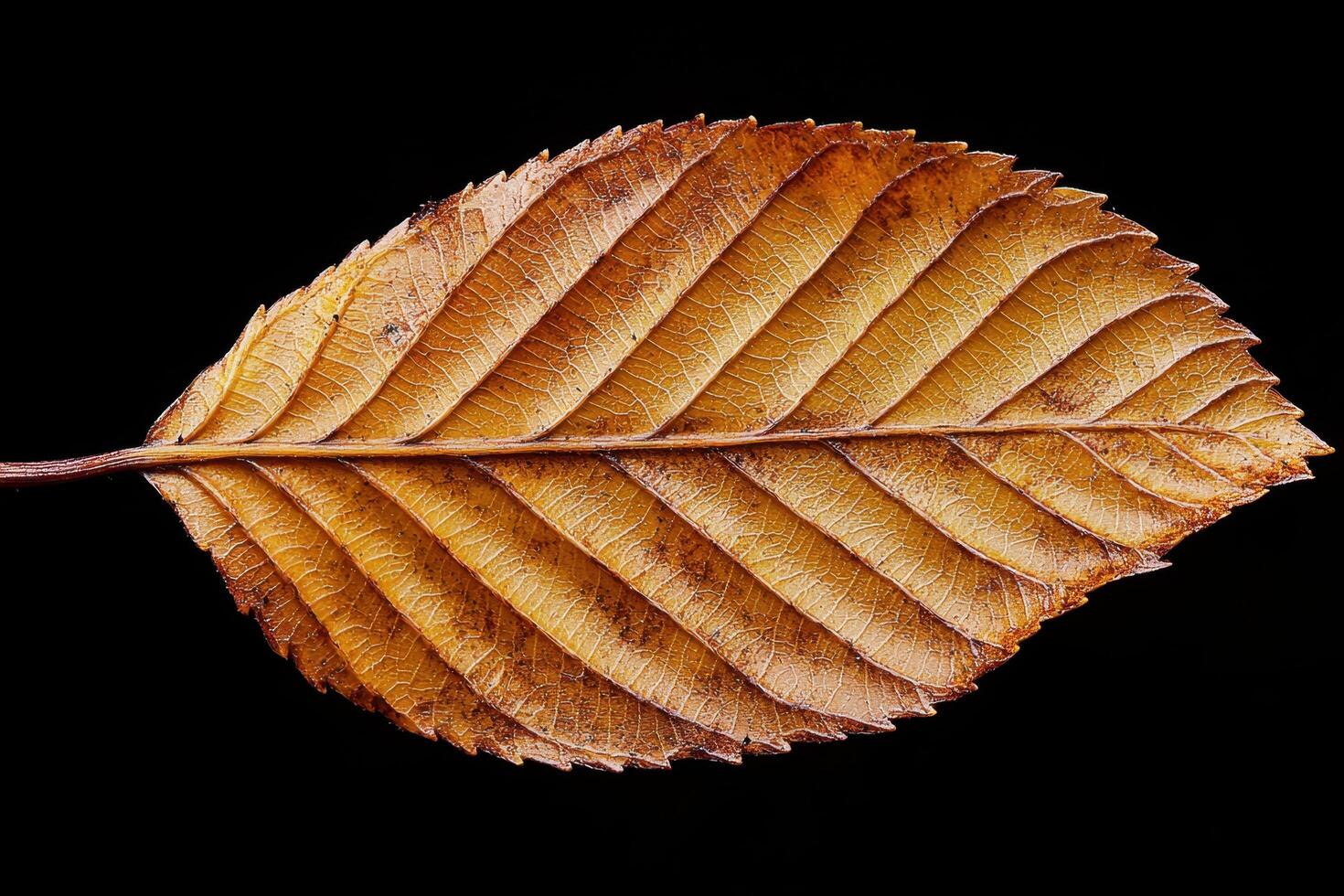Beech Leaf - A smooth, oval leaf with a wavy edge, a glossy surface with a distinct wavy margin, turning coppery in autumn and persisting through winter photo