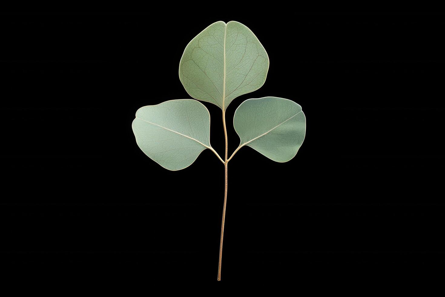 Eucalyptus Leaf - A long, narrow, highly aromatic leaf, slender, bluish-green, and releases a distinctive menthol-like scent when crushed photo