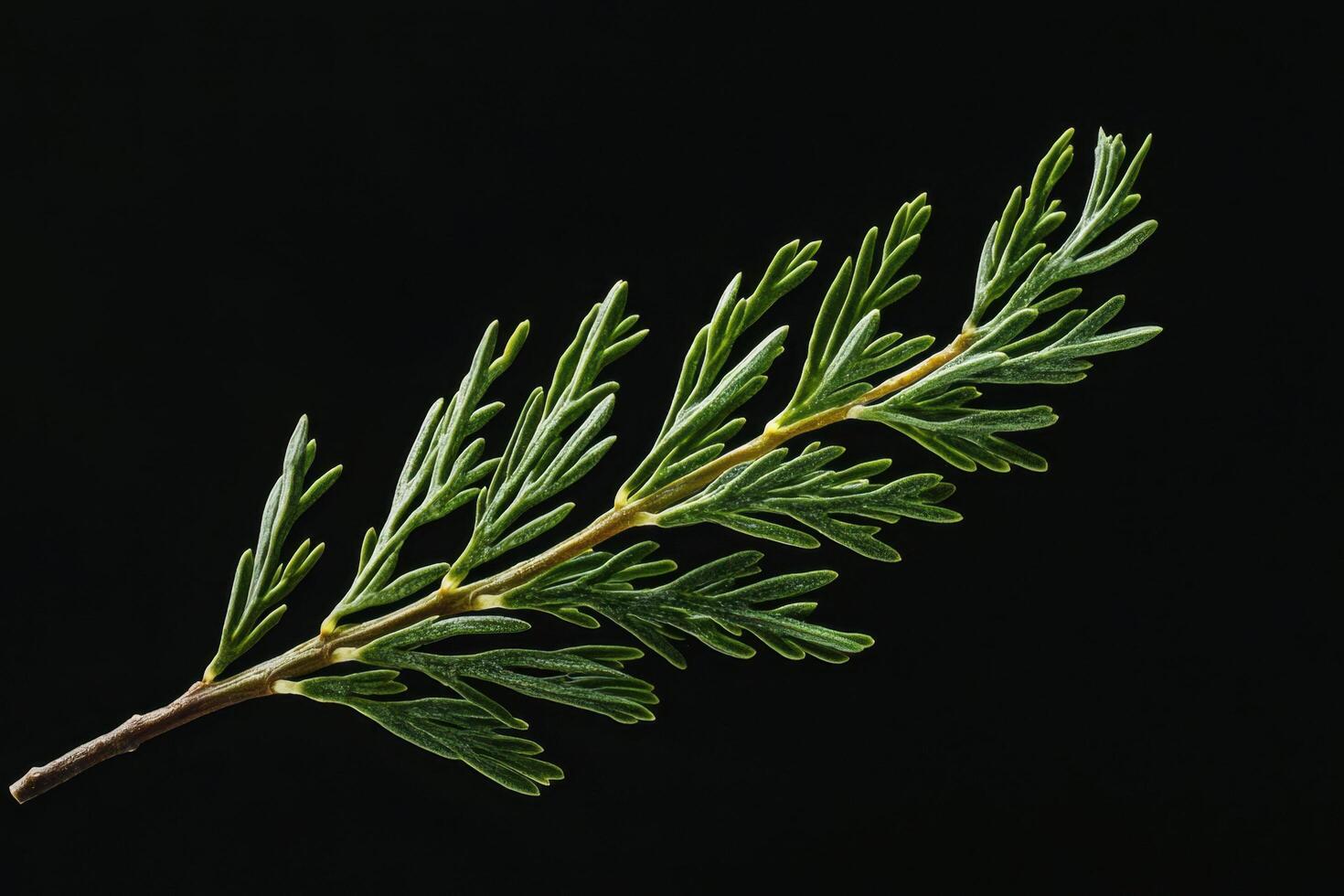 Juniper Leaf - A small, scale-like evergreen leaf, needle-like when young but matures into overlapping scales, often releasing a pleasant aroma photo