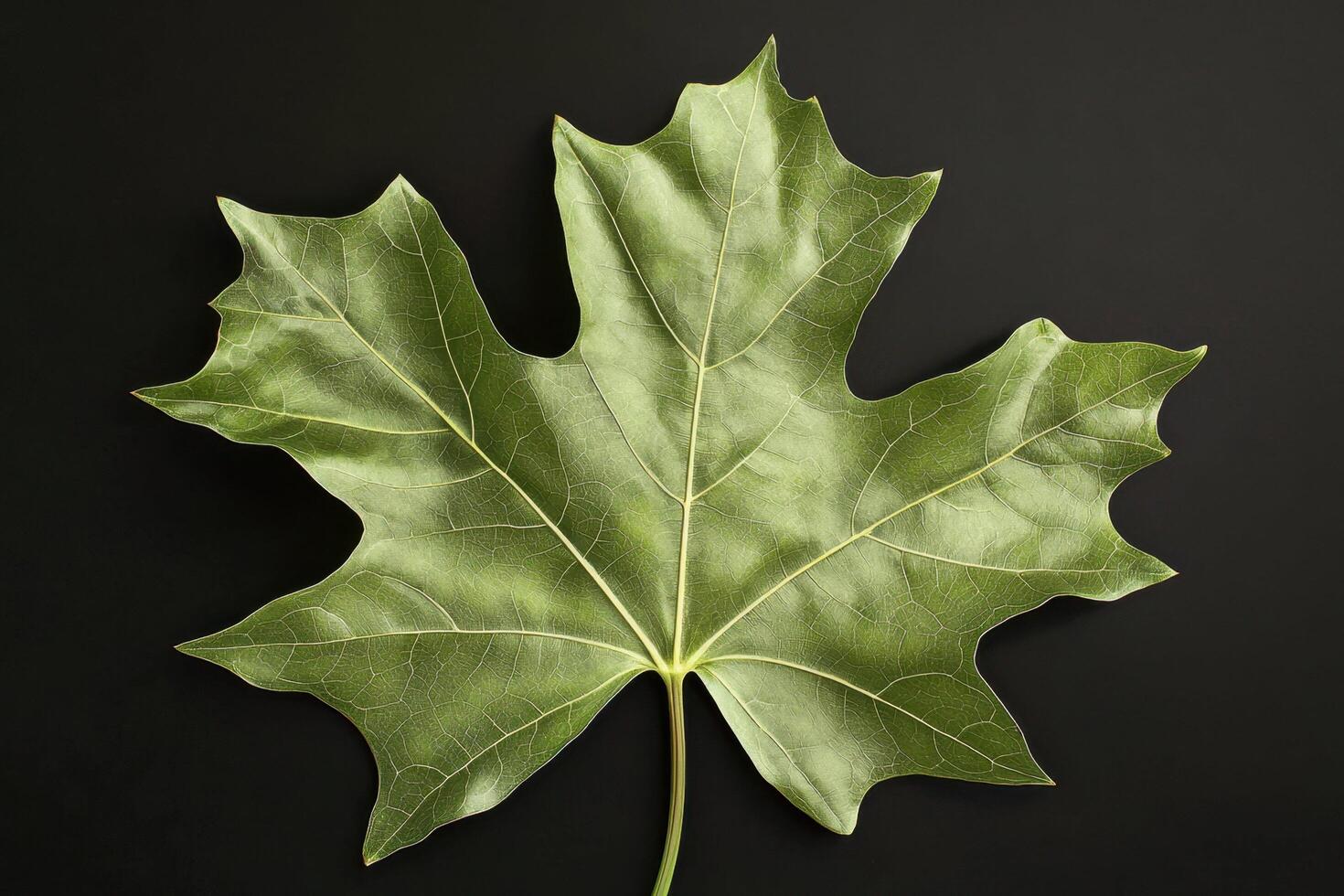 Tulip Tree Leaf - A uniquely lobed leaf resembling a tulip shape, has four distinct lobes with a notched tip and turns golden yellow in autumn photo