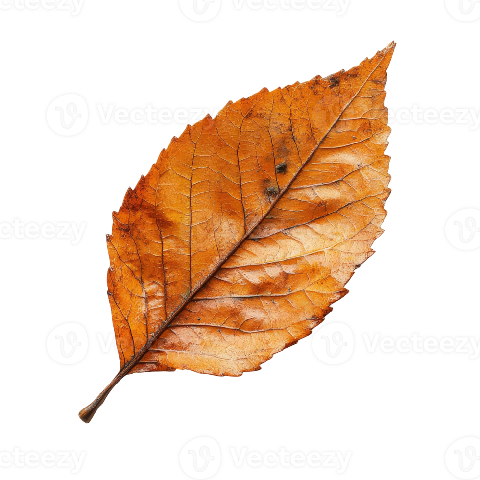 Vibrant Autumn Leaf Displaying Rich Orange Hues Against a Black Background for Nature and Seasonal Concepts png