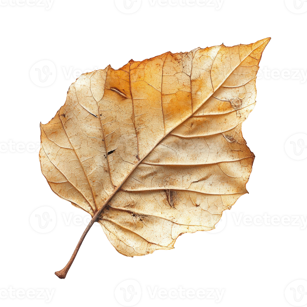 Dry Autumn Leaf with Intricate Texture and Natural Brown Tones . Black Background for Creative Projects png