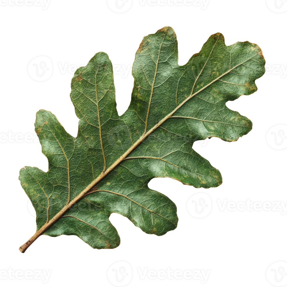 Detailed Close Up of a Single Green Oak Leaf with Visible Veins and Textures on a . png