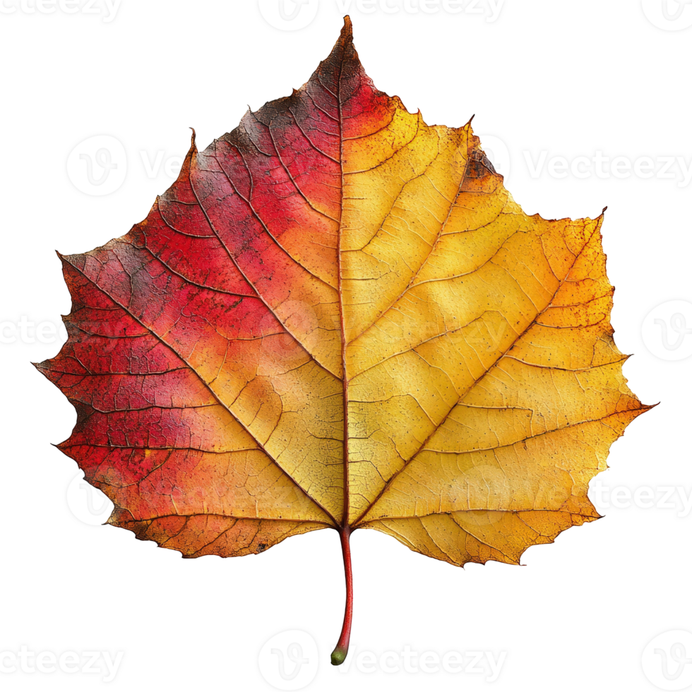 Exquisite Autumn Leaf Displaying Vibrant Red and Yellow Colors with Intricate Veins on a Black Background png