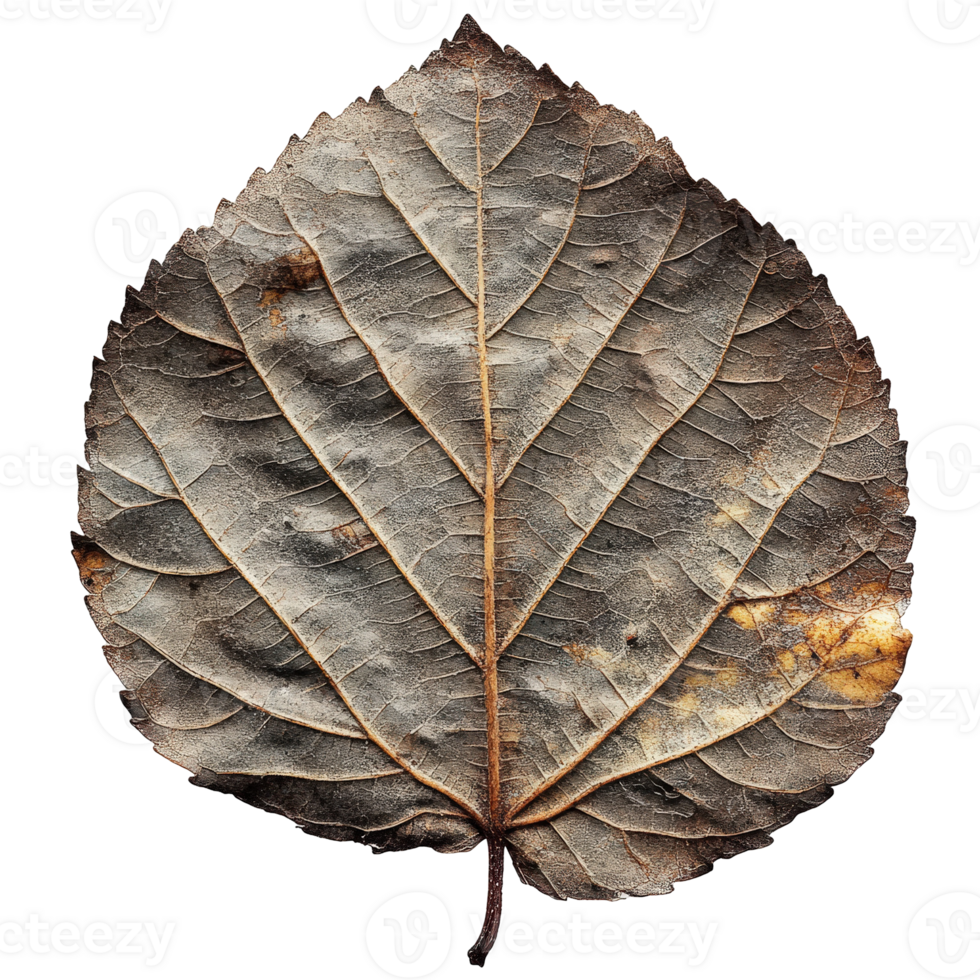 Detailed Close Up of a Textured Dry Leaf with Intricate Veins and Natural Aging Patterns on a Dark Background png