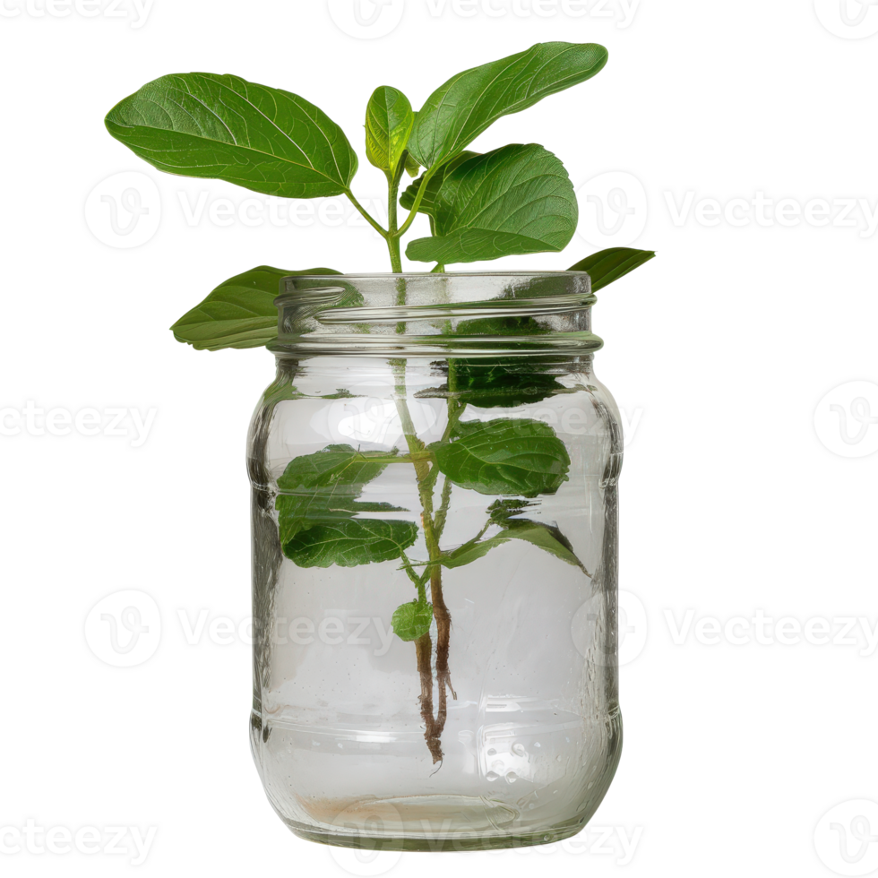 Fresh Green Plant Growing in Glass Jar with Water and Roots on . png