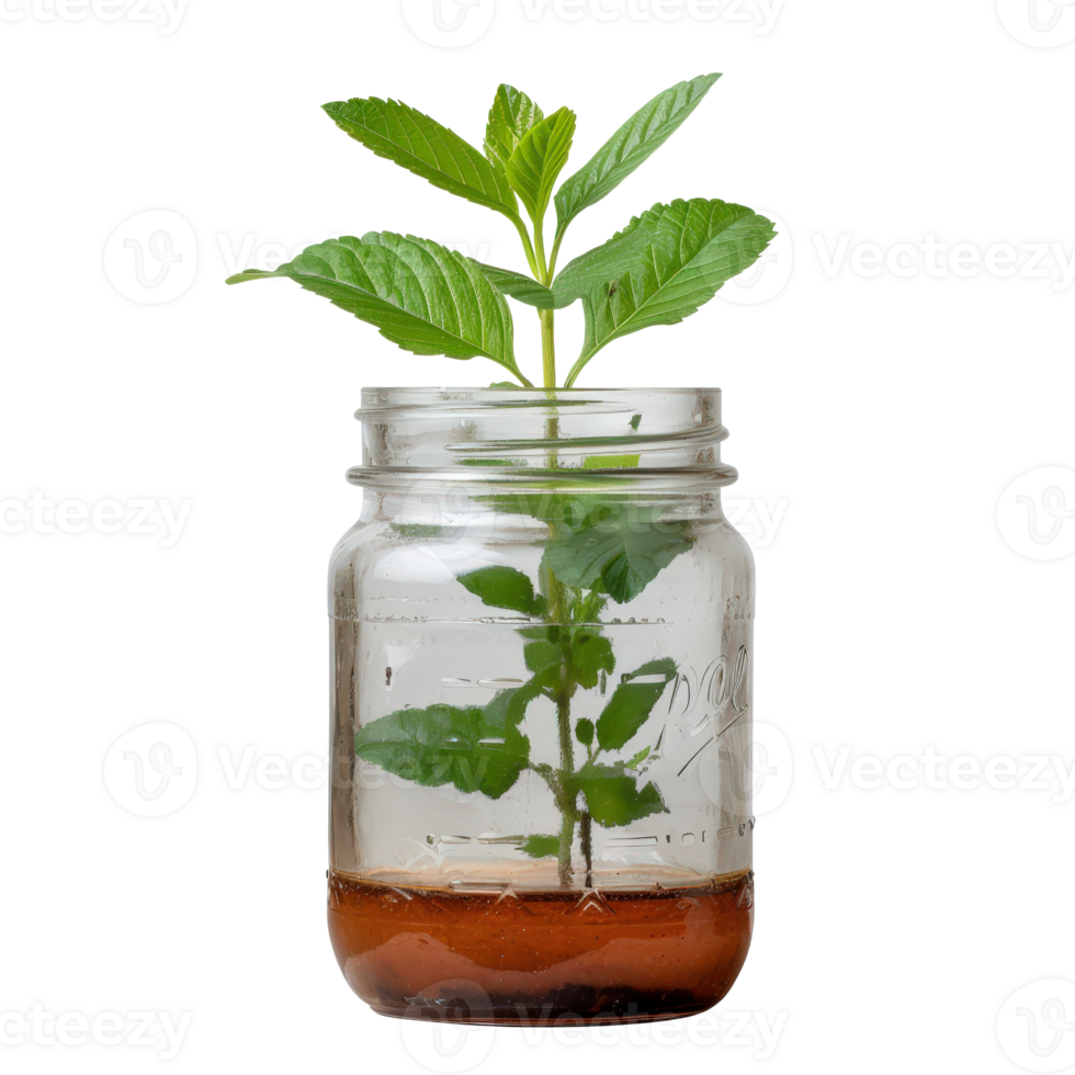 Fresh Green Plant Growing in Glass Jar with Soil on . in Natural Light png