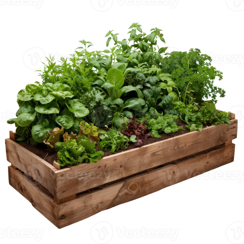 Fresh Green Herb Garden in Wooden Planter Box with Vibrant Vegetables and Lush Greens png