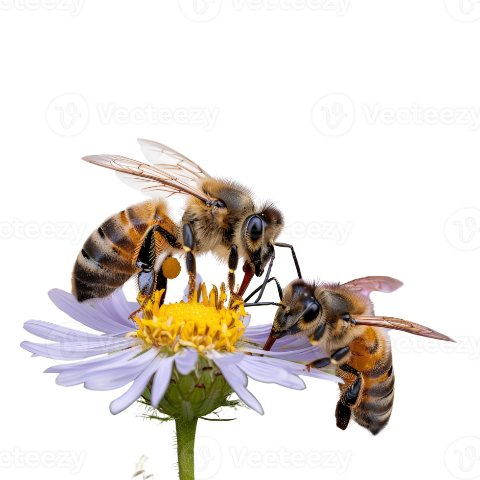Close-up View of Honey Bees Pollinating White Flower with Yellow Center in Nature png