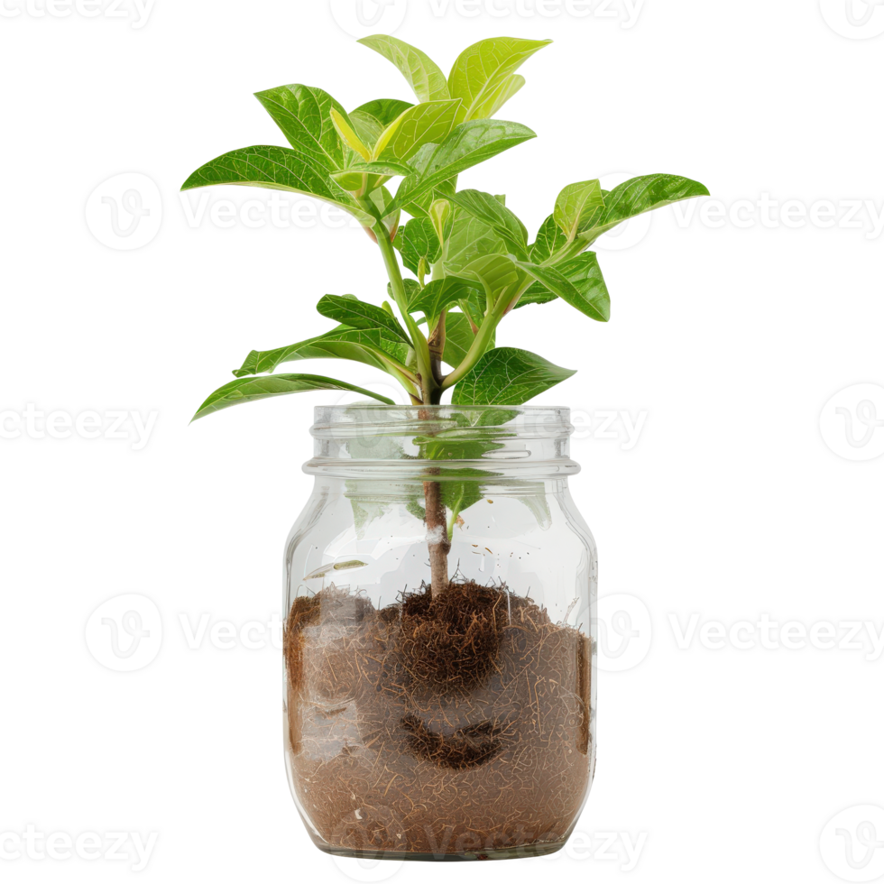 Green Plant Growing in Jar with Soil and Roots for Natural Decor and Gardening Inspiration png