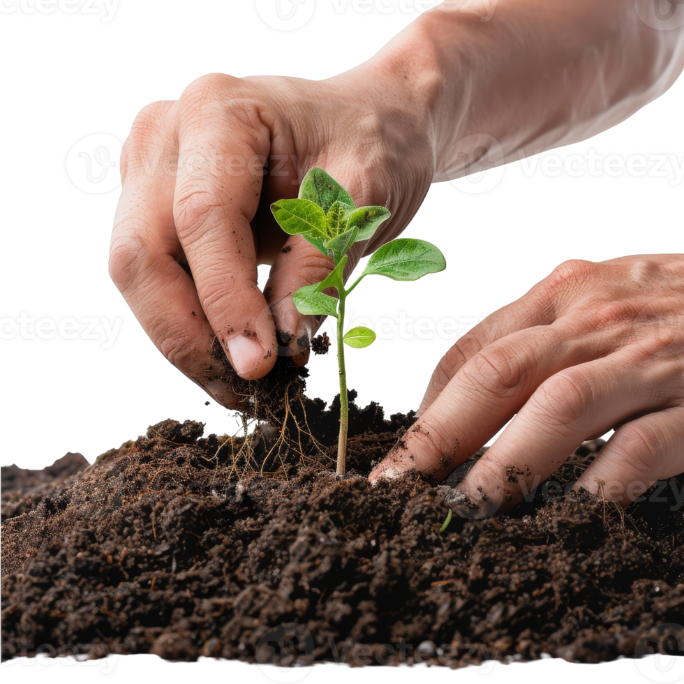 Hand Planting Seedling in Rich Soil to Promote Growth and Sustainability in Nature Environment png