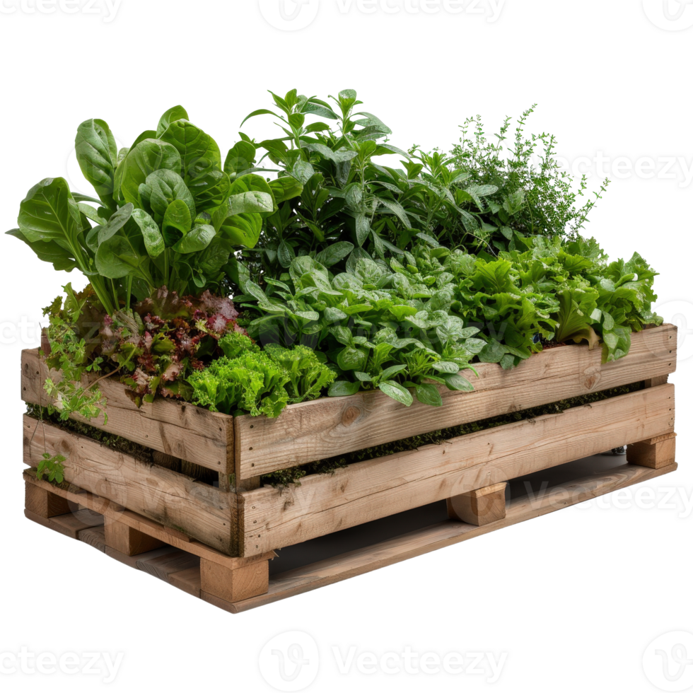 Fresh and Vibrant Garden Bed with Diverse Greens and Herbs in Wooden Planter Box png