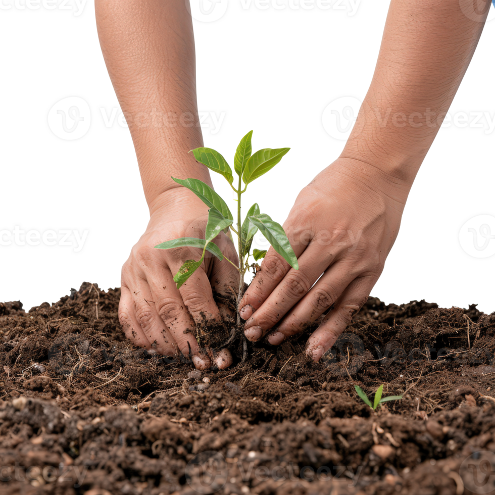 Hands Planting Young Green Seedling in Soil for Sustainable Gardening and Eco-Friendly Practices png