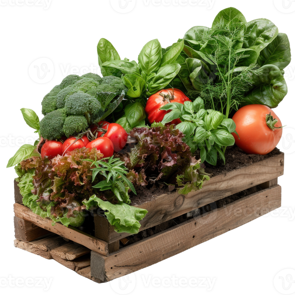 Fresh Organic Vegetables in Wooden Box with Basil, Lettuce, Tomatoes and Broccoli Displayed png