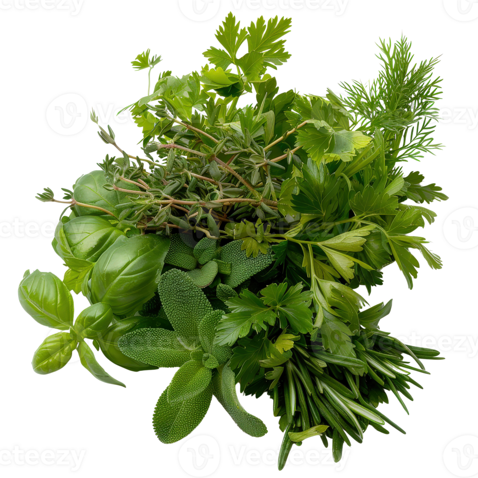 Fresh and Vibrant Collection of Culinary Herbs for Cooking and Garnishing Dishes png