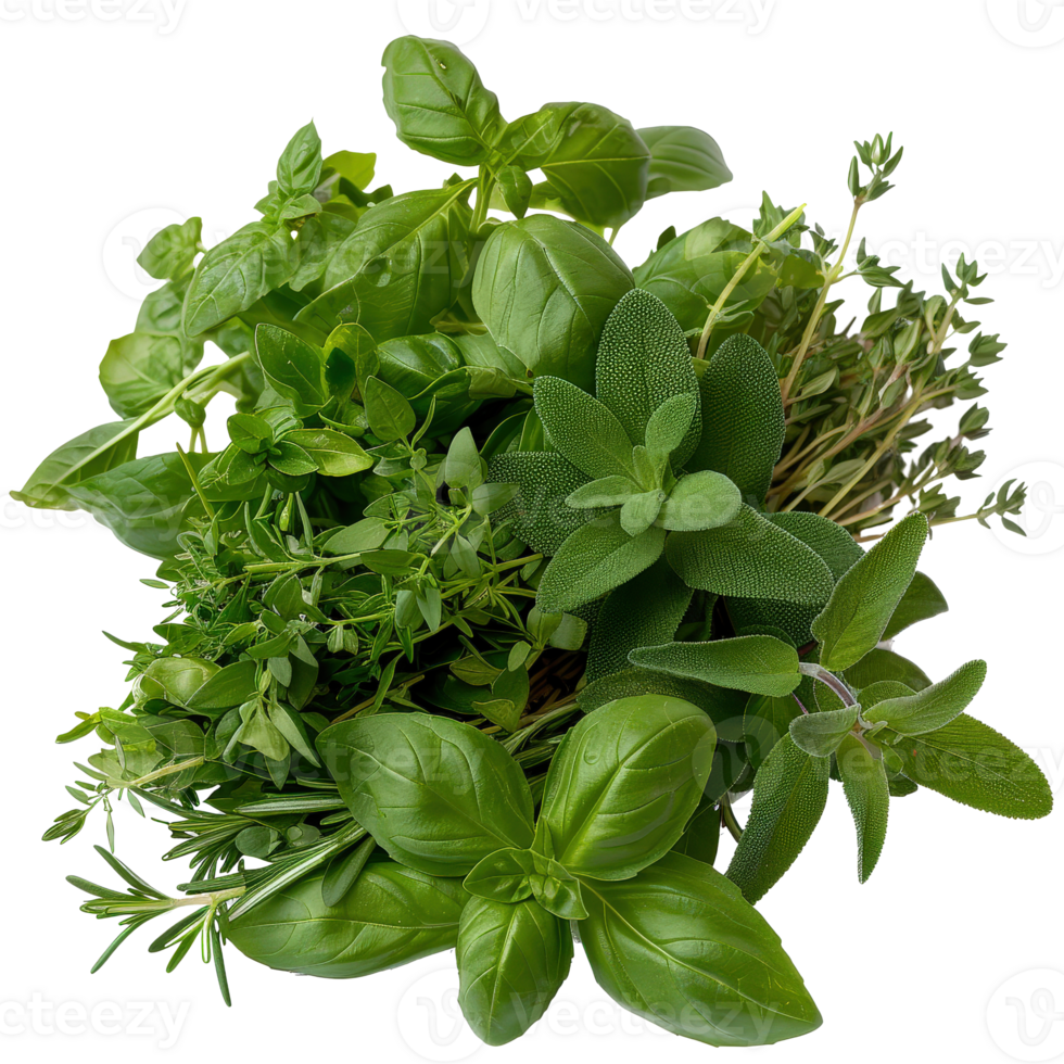 Fresh Culinary Herbs Featuring Basil, Sage, Thyme, and Oregano on . png