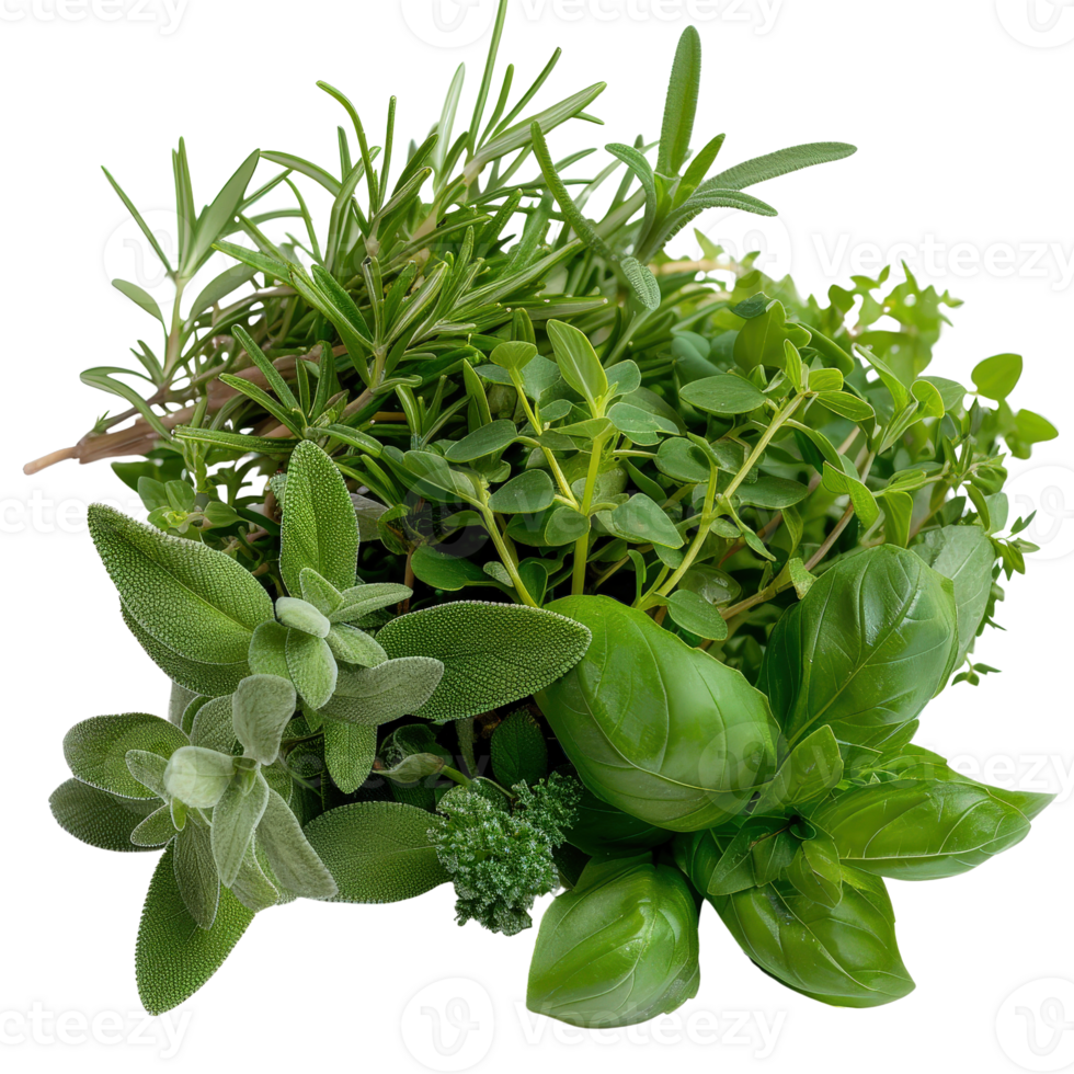 Fresh Green Culinary Herbs Bunch with Rosemary, Thyme, Basil, Oregano, and Parsley on . png