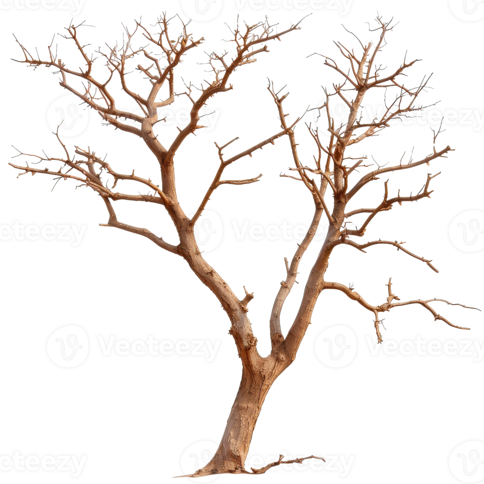 Bare Dry Tree with Twisted Branches in Isolated Background for Nature and Landscape Themes png