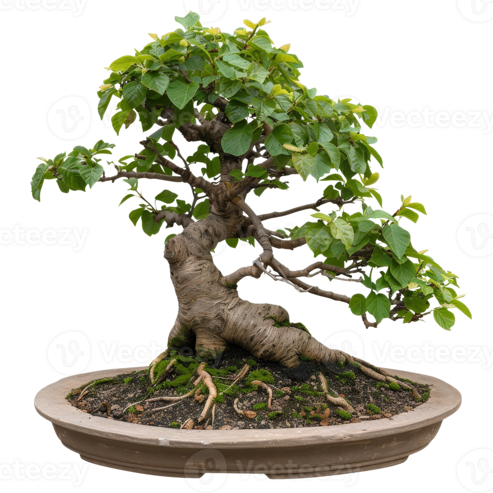 Ancient Bonsai Tree in a Decorative Pot Surrounded by Vibrant Green Leaves and Roots png