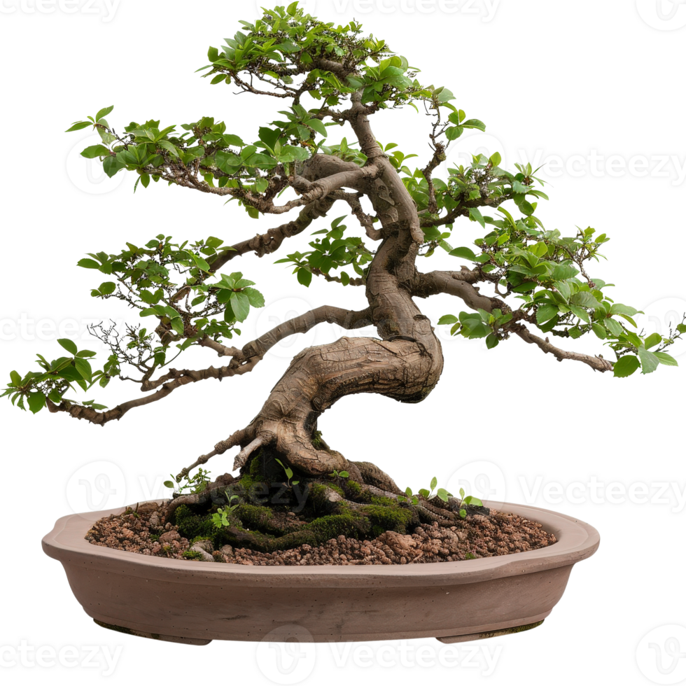Elegant bonsai tree with intricate twisting trunk and lush green leaves placed in a ceramic pot png