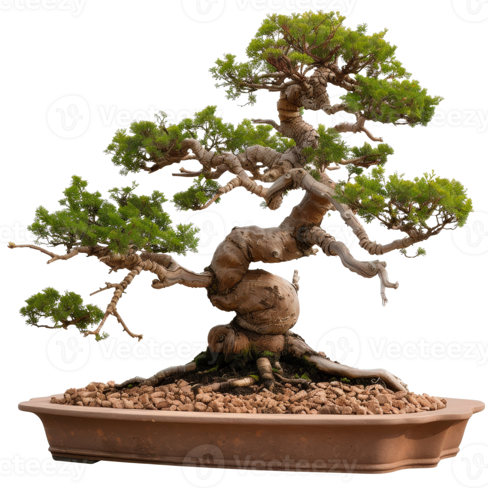 Elegant Bonsai Tree with Intricate Branches and Lush Green Foliage in Ceramic Pot png