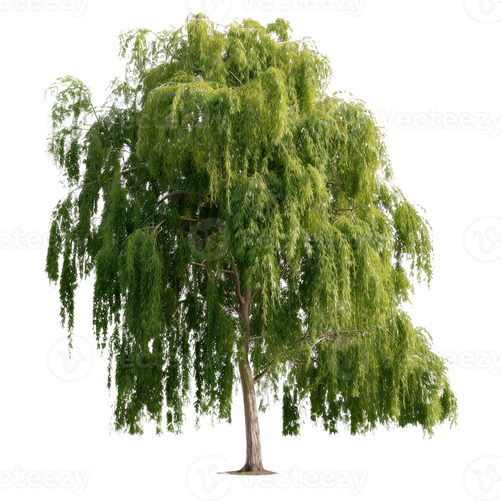 Lush Green Willow Tree with Cascading Leaves in Full Spring Bloom Against a Clear Background png