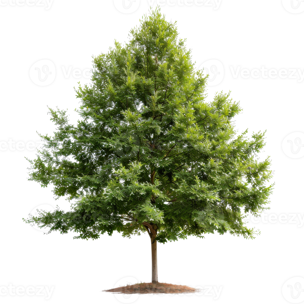 Vibrant Green Tree with Lush Foliage Isolated . for Nature Themes png