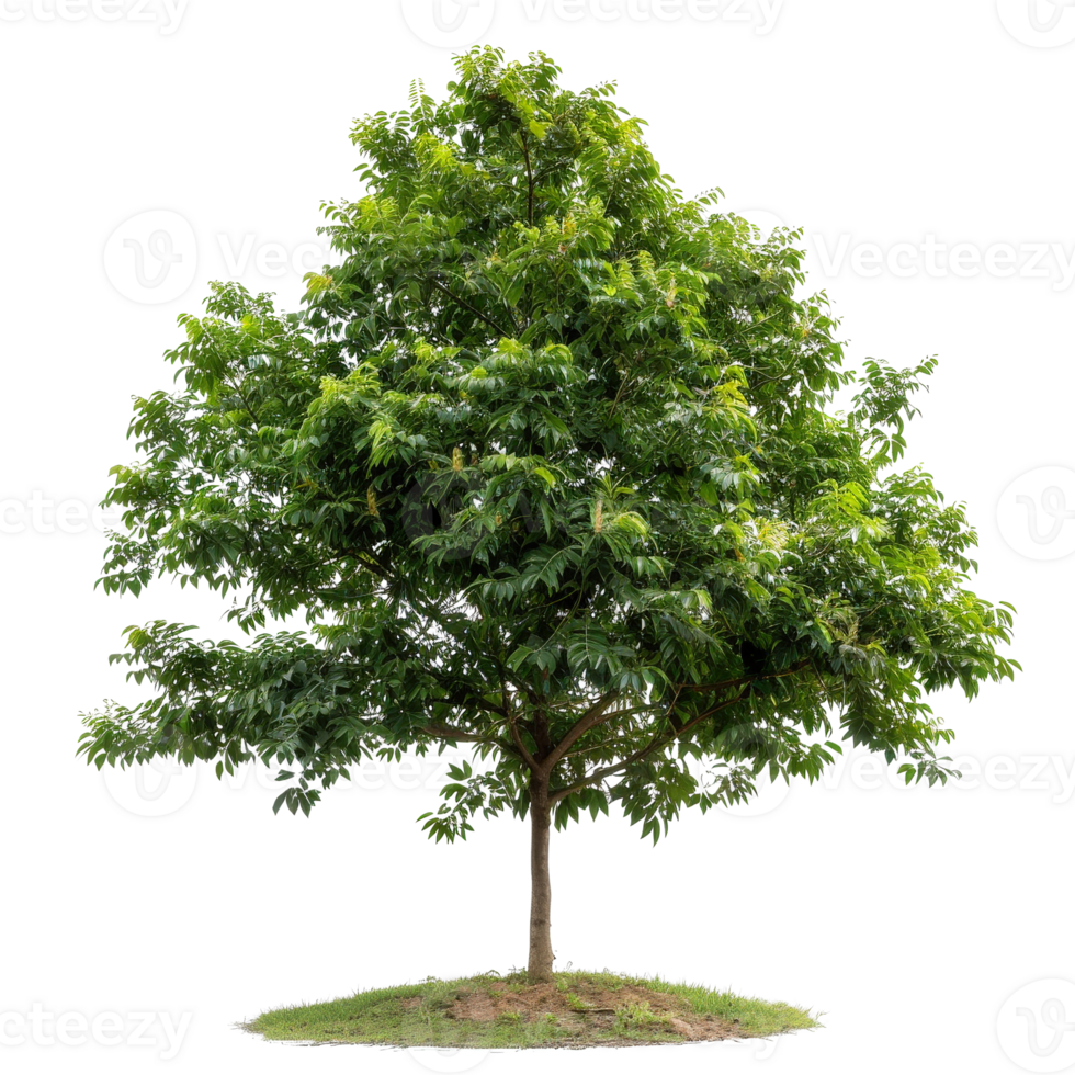 Lush Green Tree with Dense Foliage and Round Canopy Isolated on a White Background png
