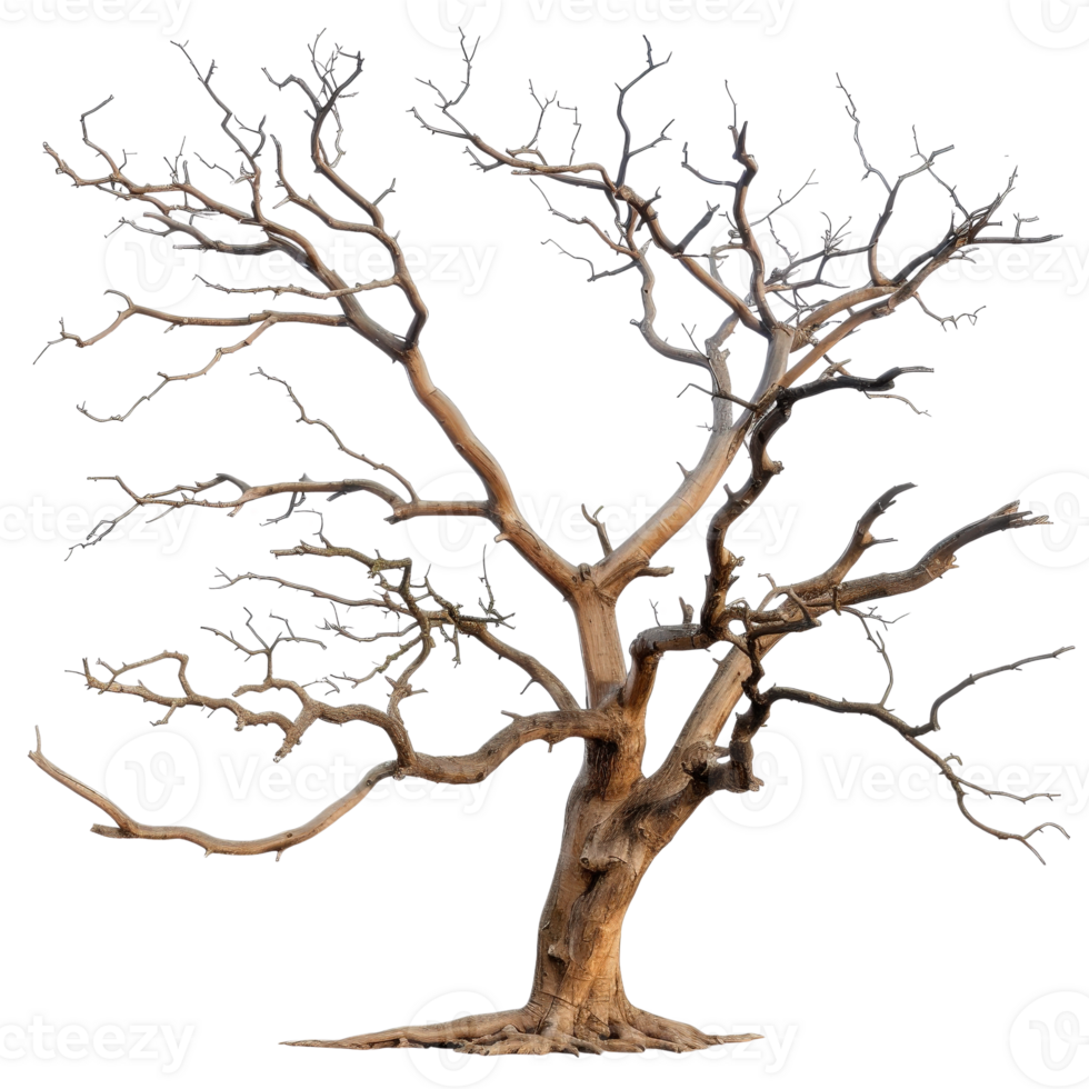 Bare and Twisted Tree with Gnarled Branches Set Against a Transparent Background png