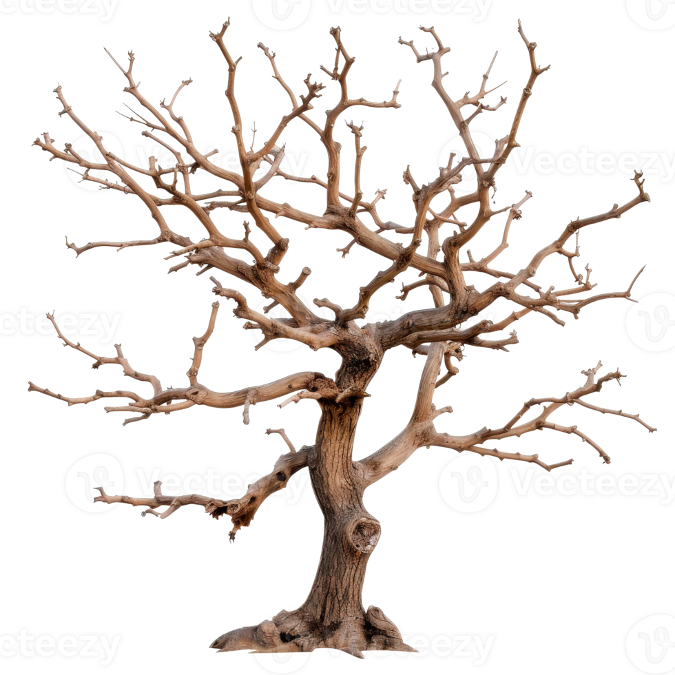 Leafless tree with twisted branches showcasing intricate details and textures in nature png