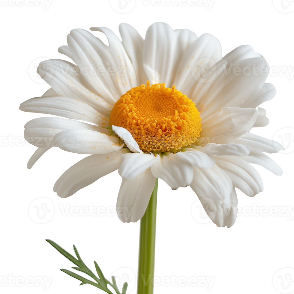 Beautiful white daisy flower with yellow center and green stem isolated . png