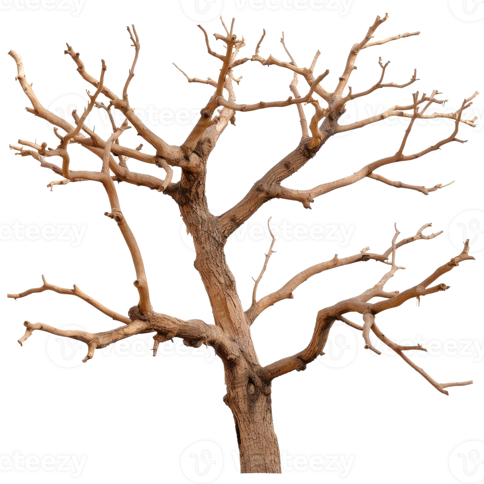 Dry barren tree branches without leaves in a minimalist natural environment png