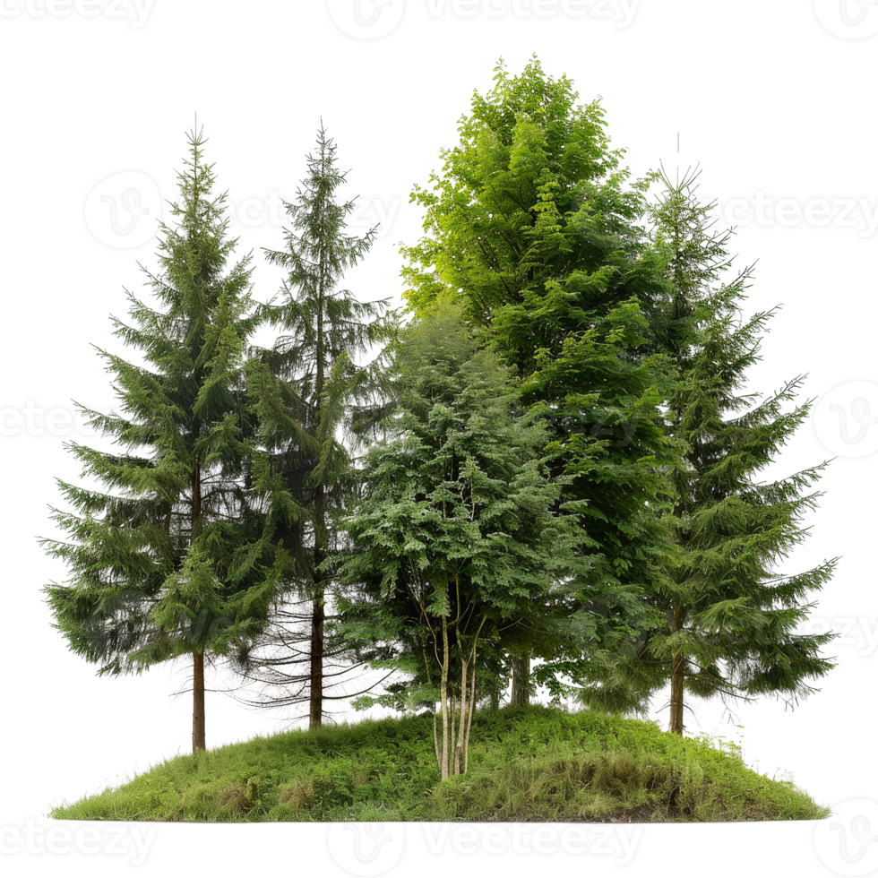 Lush Green Forest with Various Types of Trees Surrounded by Grass and Natural Beauty png