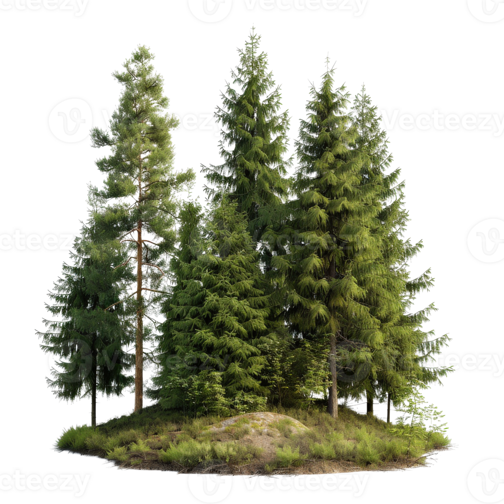 Lush Green Forest Scene with Tall Trees and Vibrant Foliage in Natural Environment png