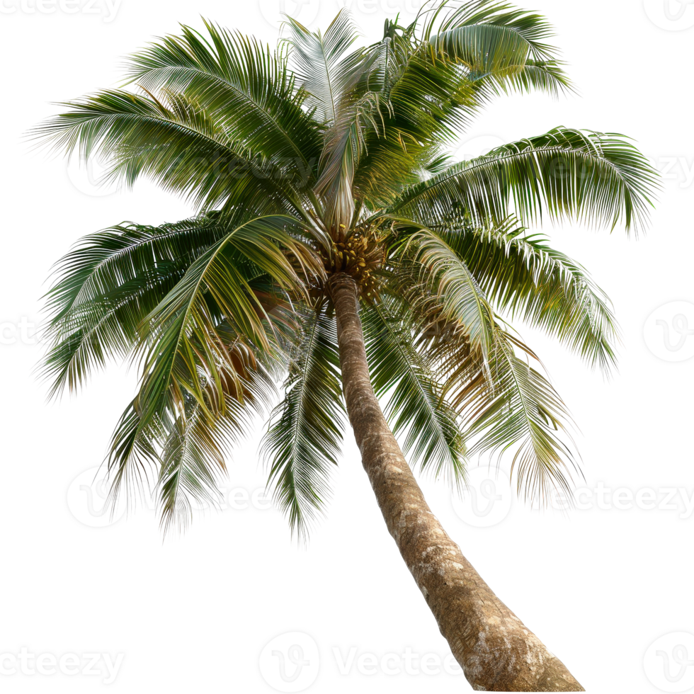 Lush Tropical Palm Tree with Green Fronds Against Clear Sky Background in Natural Outdoor Setting png