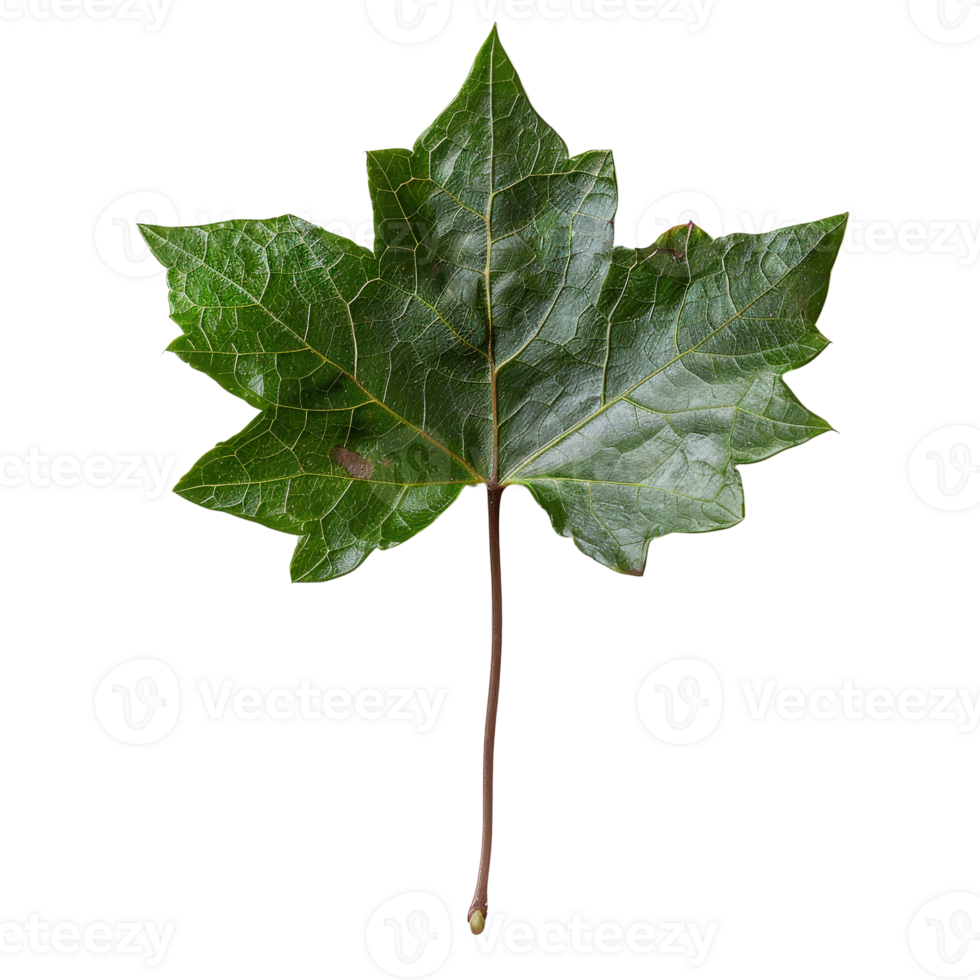 Single Green Maple Leaf with Veins and Texture Surrounded by White Background png