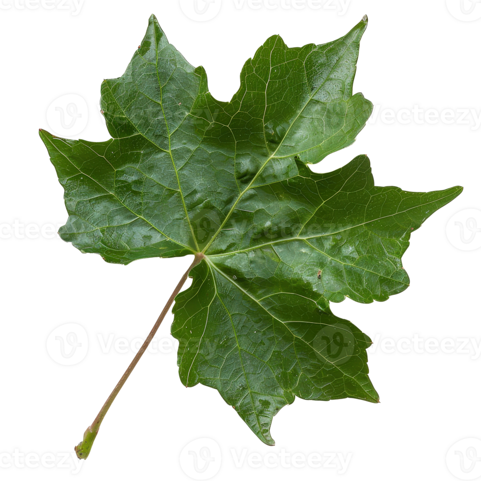 Single Green Maple Leaf Isolated . for Nature and Plant Themes png