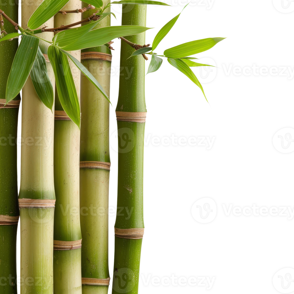 Green Bamboo Stalks with Fresh Leaves on a White Background for Natural and Tranquil Settings png