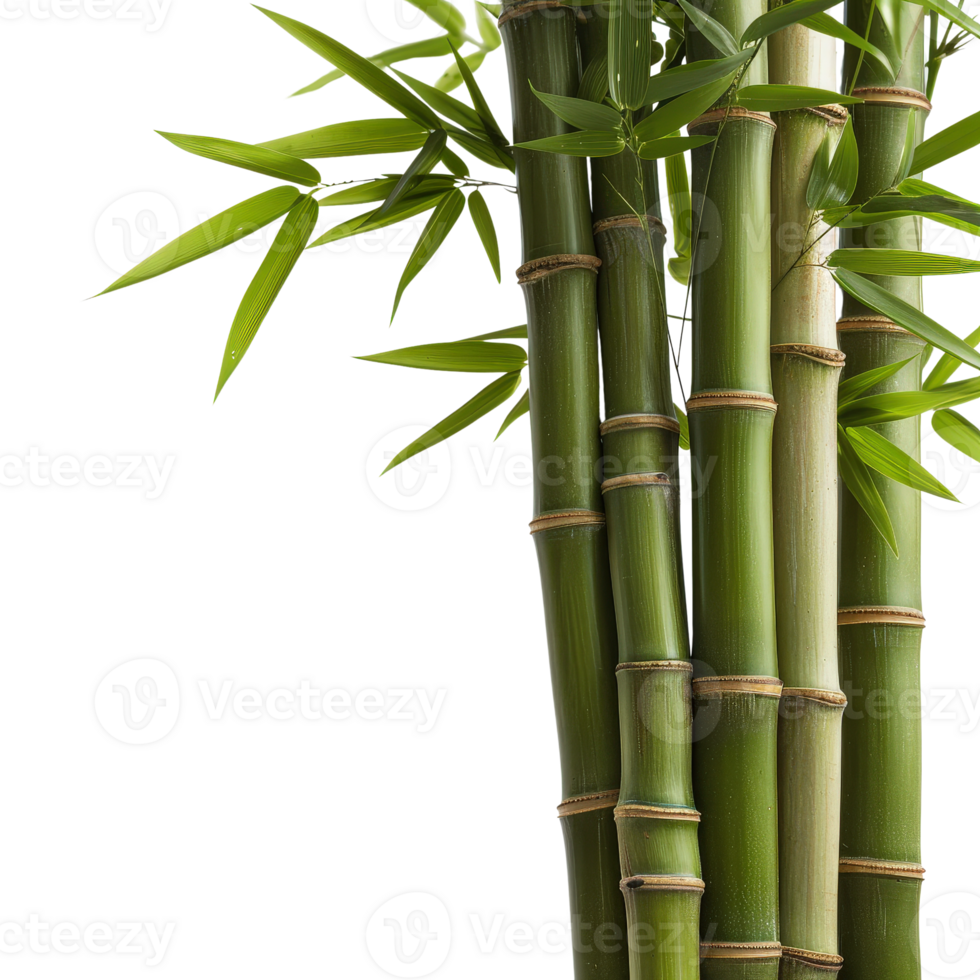 Lush Green Bamboo Stalks Surrounded by Vibrant Leaves in Natural Setting png