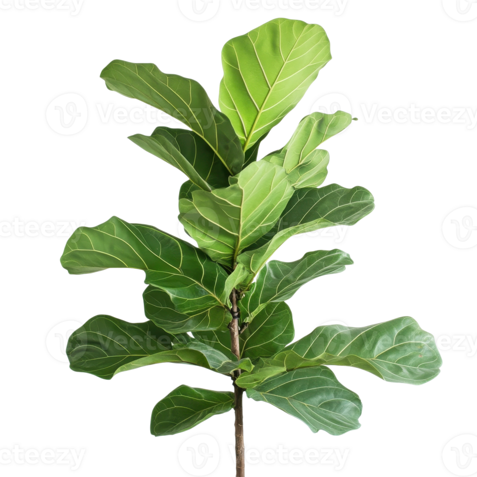 Fiddle Leaf Fig Lush Green Leaves on transparent background png