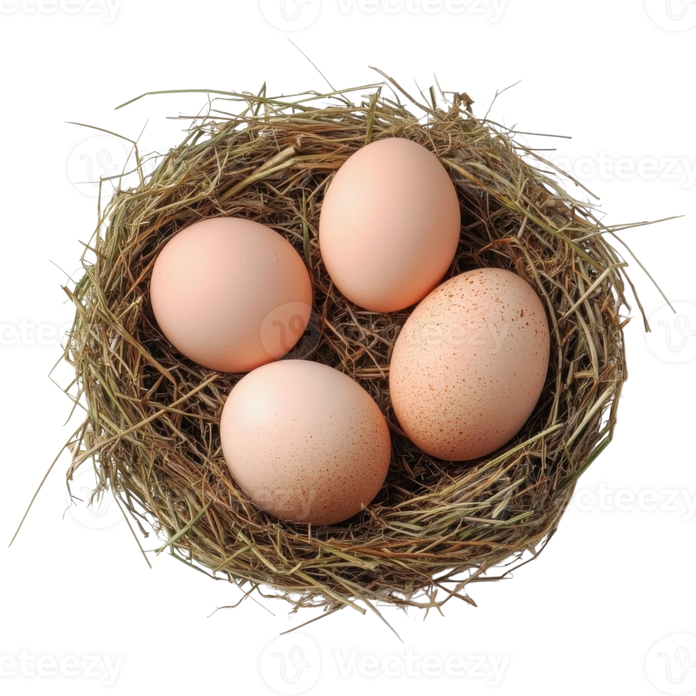 Chicken Eggs in Straw Nest on transparent background. png