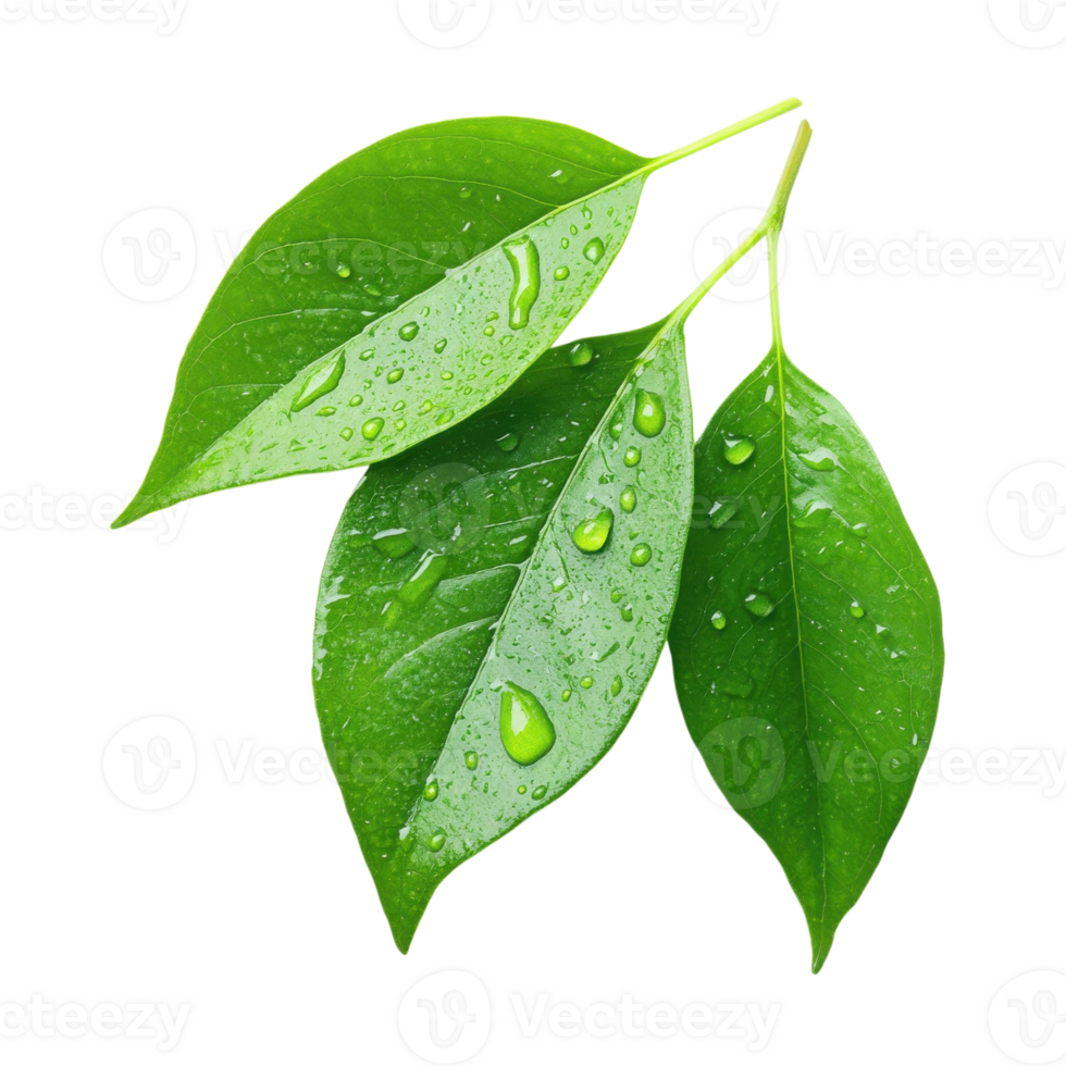 Water Droplets on Fresh Green Leaves on transparent background. png