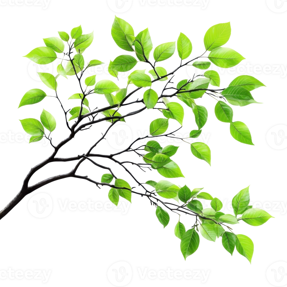 Green Tree Branch on White on transparent background. png