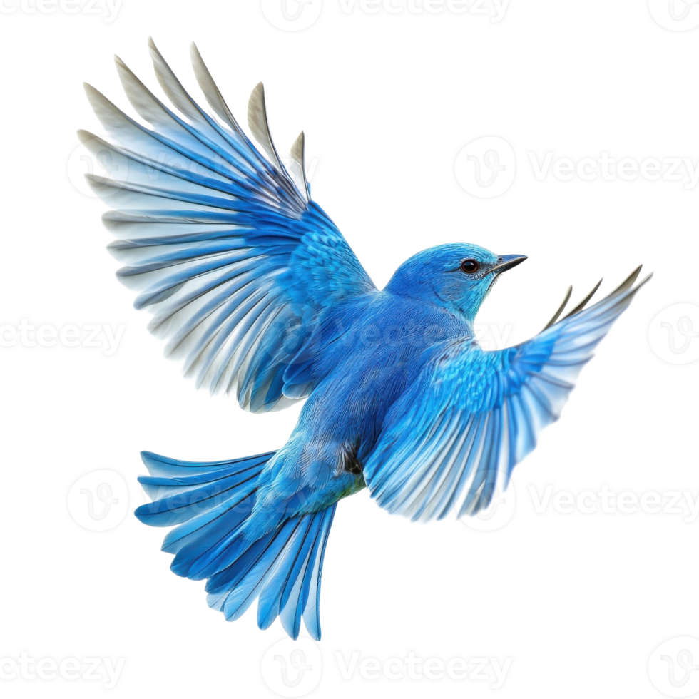 Bluebird Flight Freedom in White on transparent background. png