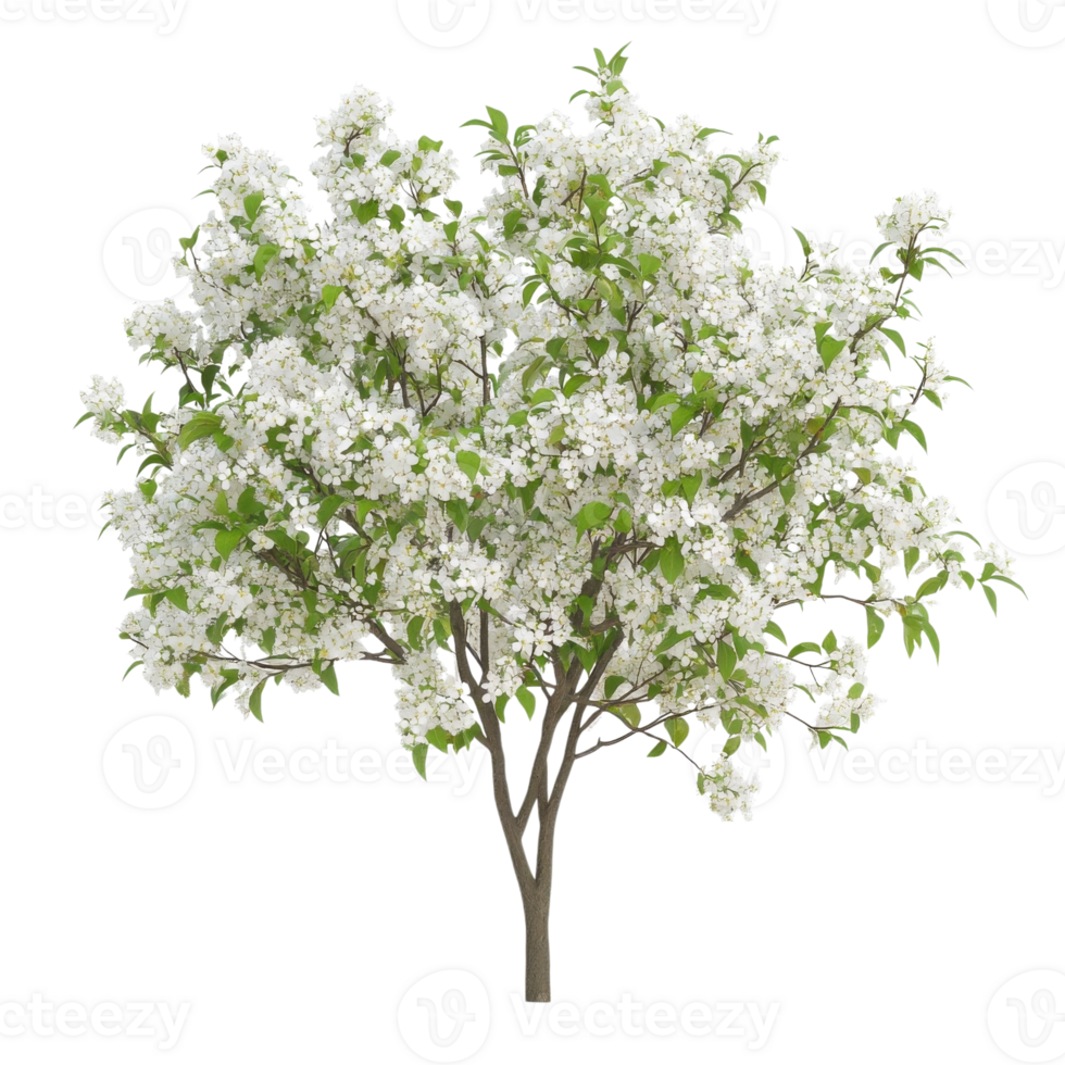 Blooming Serviceberry Tree Spring on transparent background. png