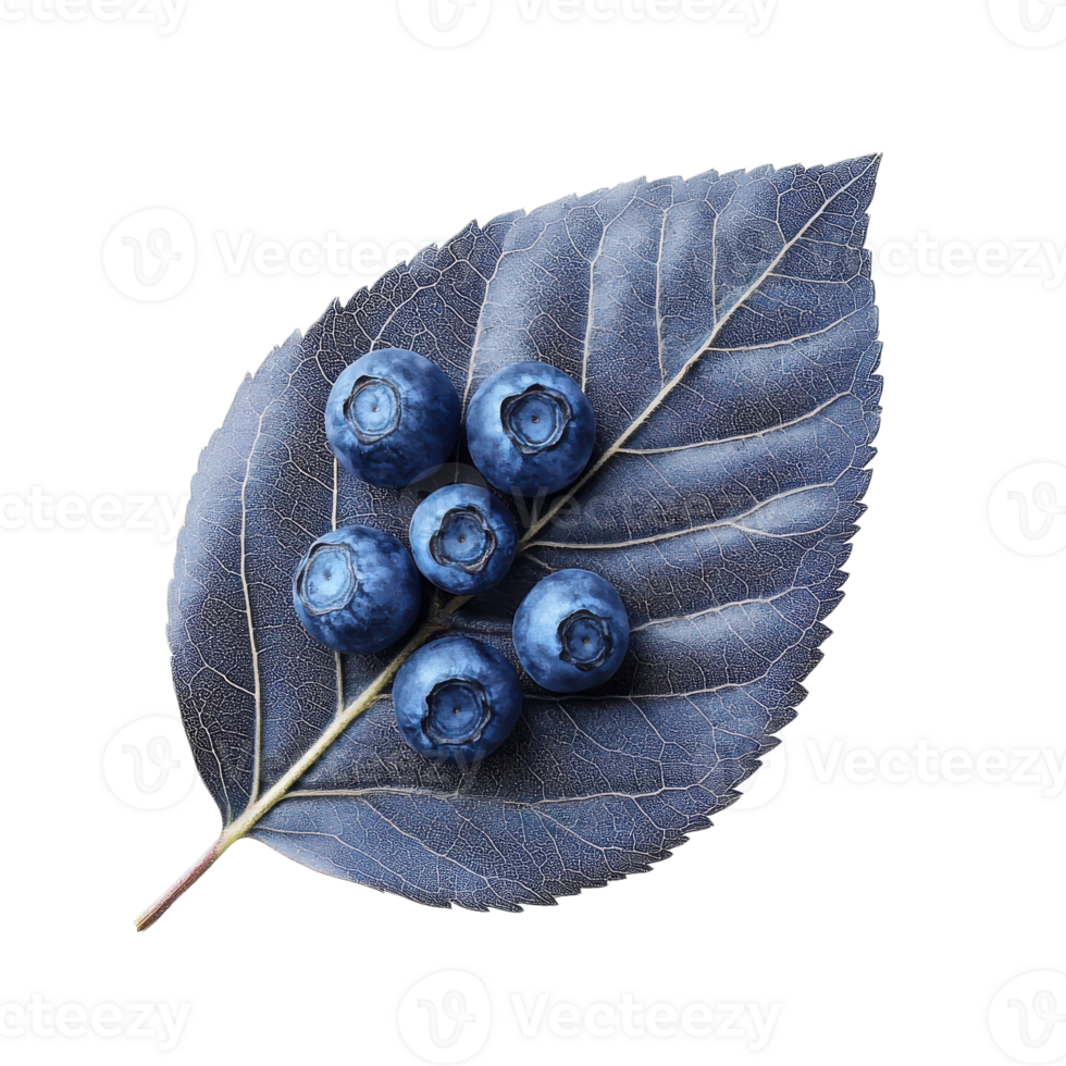 Blueberry Leaf Close up Macro Shot on transparent background. png