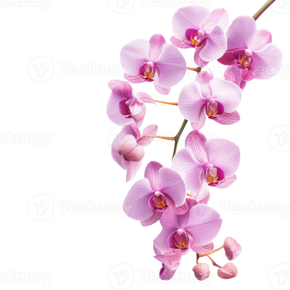 Orchid Branch White Background on transparent background. png