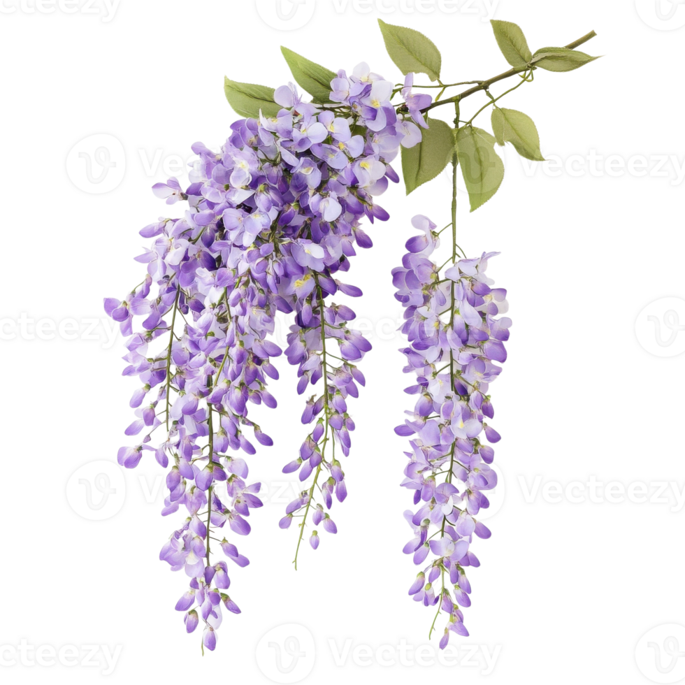 Stunning Purple Wisteria Blossom Branch on transparent background. png