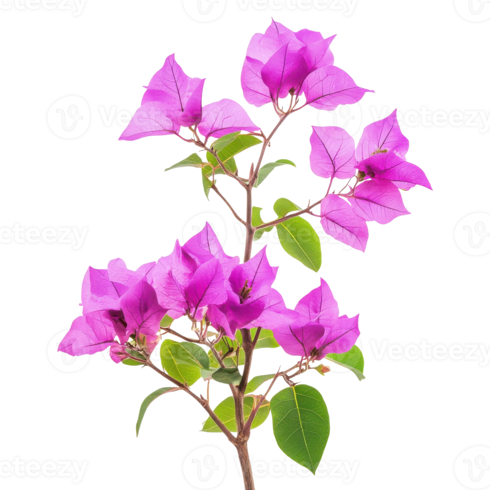 Vibrant Bougainvillea Bush Blooms on transparent background. png